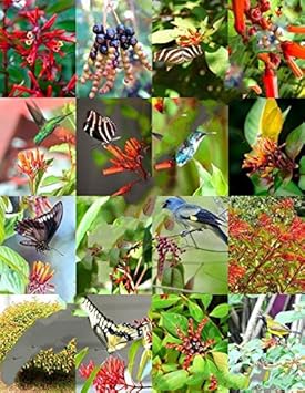 Mixed Hamelia Patens Flower Seeds for Planting - 100 pcs seeds for planting in home garden