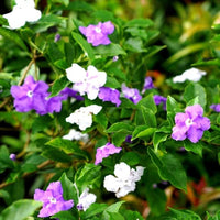 Brunfelsia Flower Seeds for Planting – Fragrant Blooms, Heirloom, Non-GMO Seeds