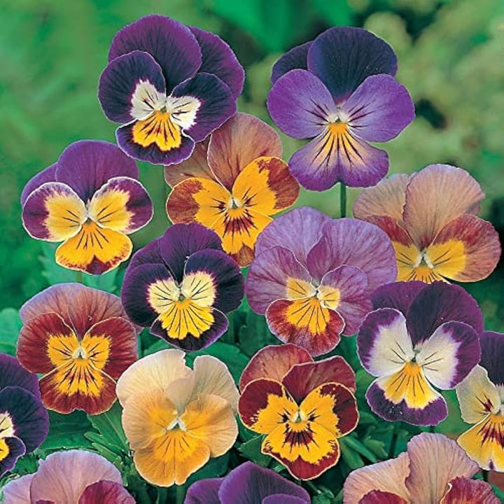 Heirloom Non-GMO Mixed Viola Sorbet Flower Seeds for Planting ƒ?? Colorful Blooming Flower Seeds