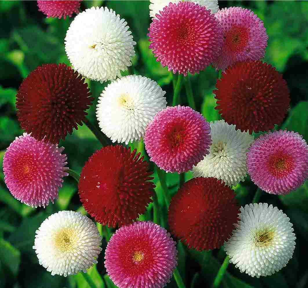 Bellis perennis Pompon flowers adding colorful beauty to an outdoor garden