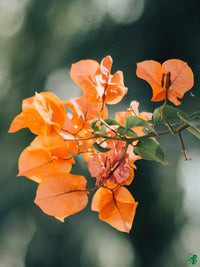 Bougainvillea Orange Flower Seeds for Planting - 100 pcs seeds for planting in home garden