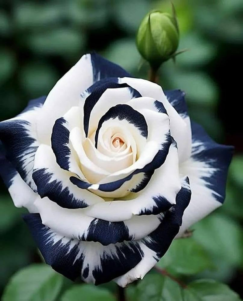 Black and White Rose Flower Seeds for Planting Non-GMO Heirloom Garden Seeds for Growing for planting in your garden.