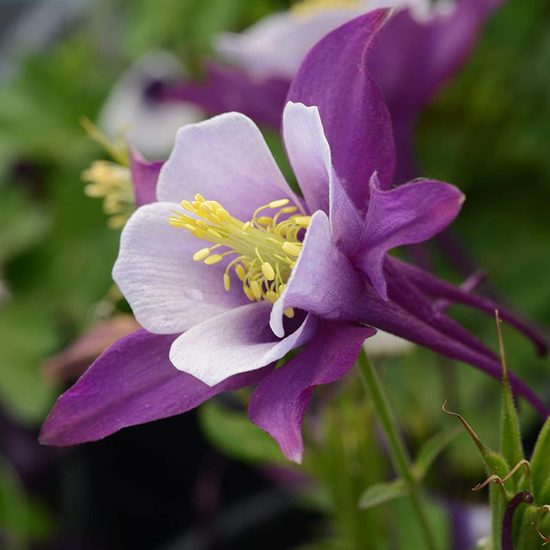 Aquilegia Plant Seeds for Planting – Organic, Heirloom, Non-GMO Columbine Flower Seeds for planting in your garden.