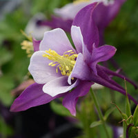 Aquilegia Plant Seeds for Planting ƒ?? Organic, Heirloom, Non-GMO Columbine Flower Seeds