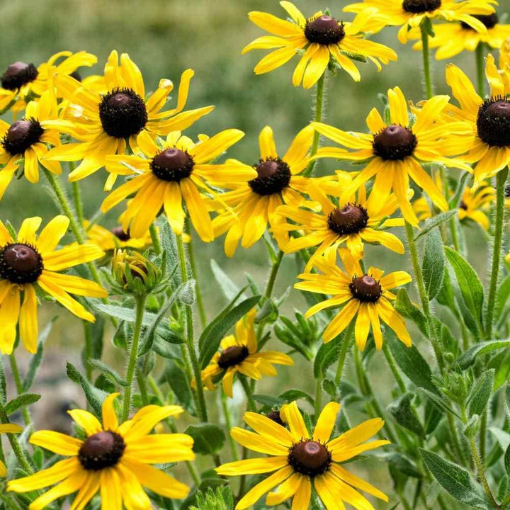 Yellow Coneflower Seeds for Planting - NON GMO Seeds