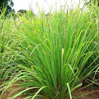West Indian Lemongrass (Cymbopogon citratus) ? Aromatic, Flavorful, and Easy-to-Grow Culinary Herb