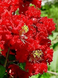 Organic Myrtle Flower Seeds for Planting ƒ?? Heirloom, Non-GMO
