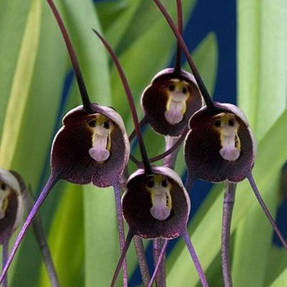 Monkey Face Violet Flower Seeds for Planting - 100 pcs