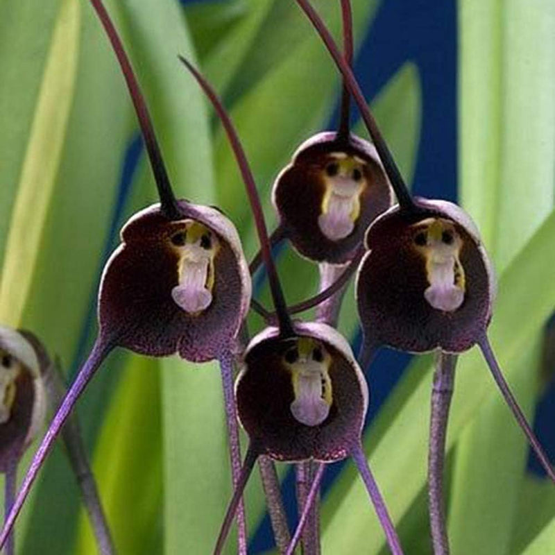 Monkey Face Violet Flower Seeds for Planting - 100 pcs for planting in your garden.