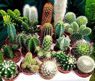 100 Pcs