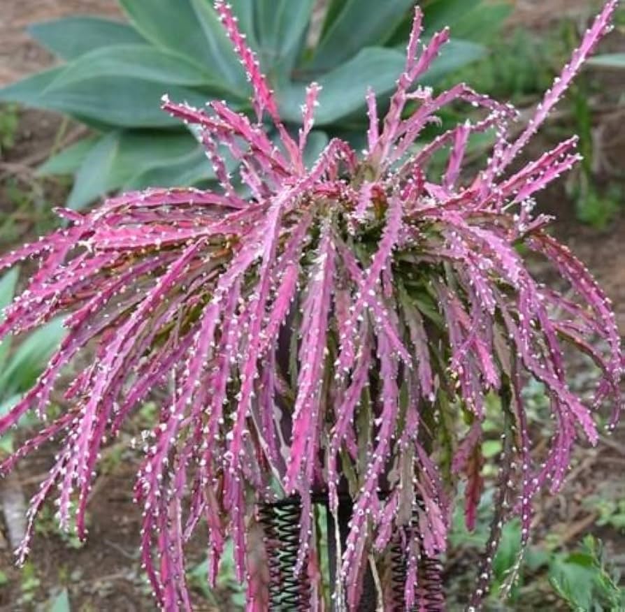 Violet Lepismium Plant Seeds for Planting, Fresh, 100 pcs seeds for planting in home garden