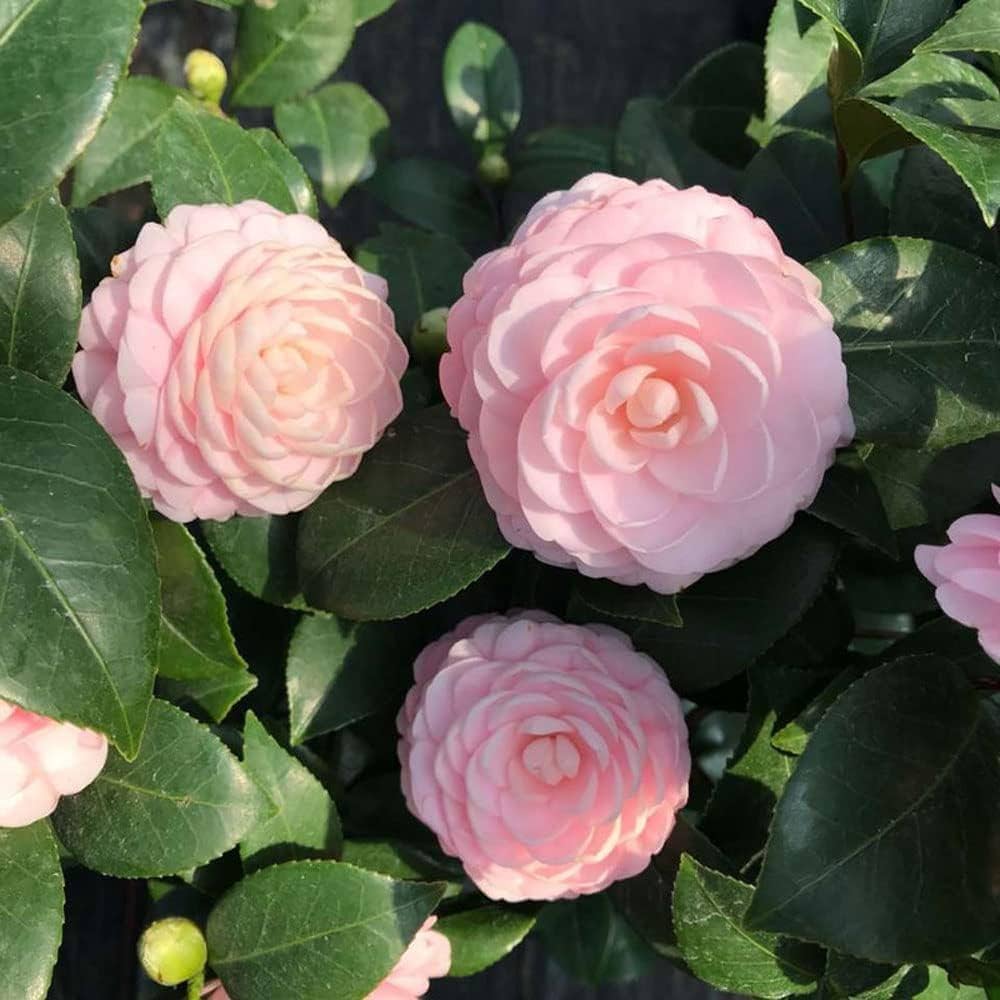 Heirloom Non-GMO Camellia Flower Seeds for Planting – Elegant Evergreen Garden Blooms - Non-GMO for planting in home garden