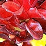 Red Curcuma Aeruginosa Plant Seeds for Planting -NON GMO Seeds