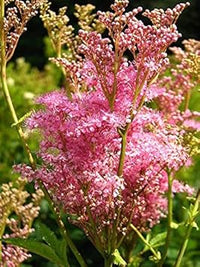 Filipendula (Filipendula scientific name) for planting in garden