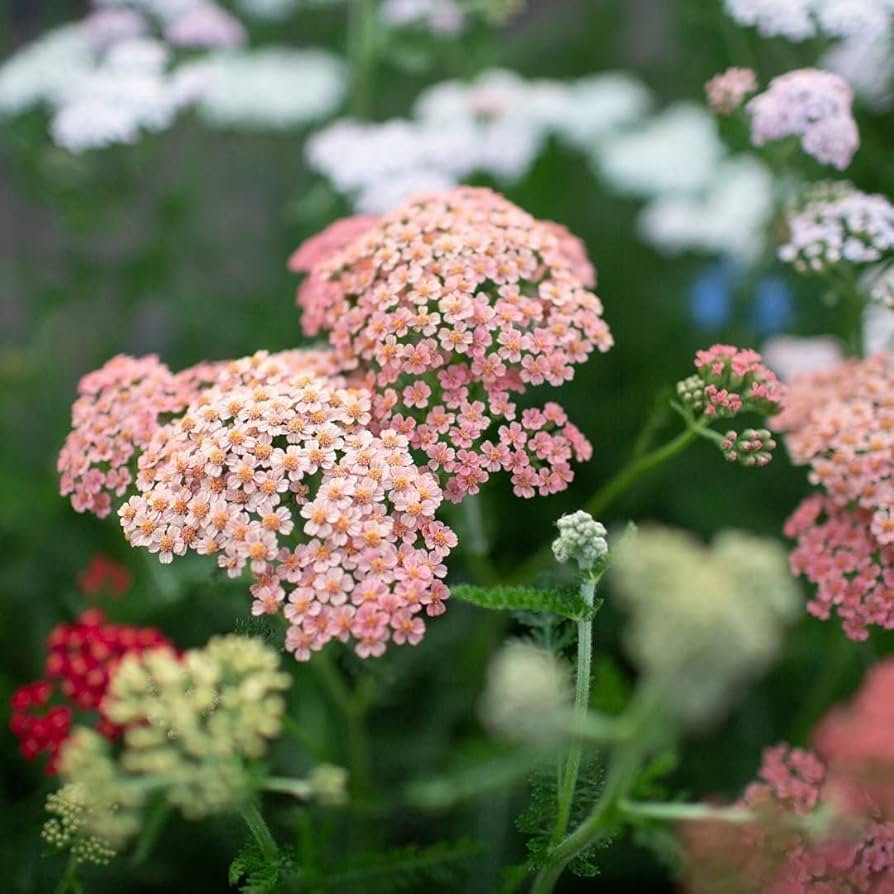 Achillea Millefolium Flower Seeds Heirloom Non GMO Planting - 100 pcs