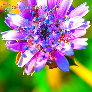 100 Pcs