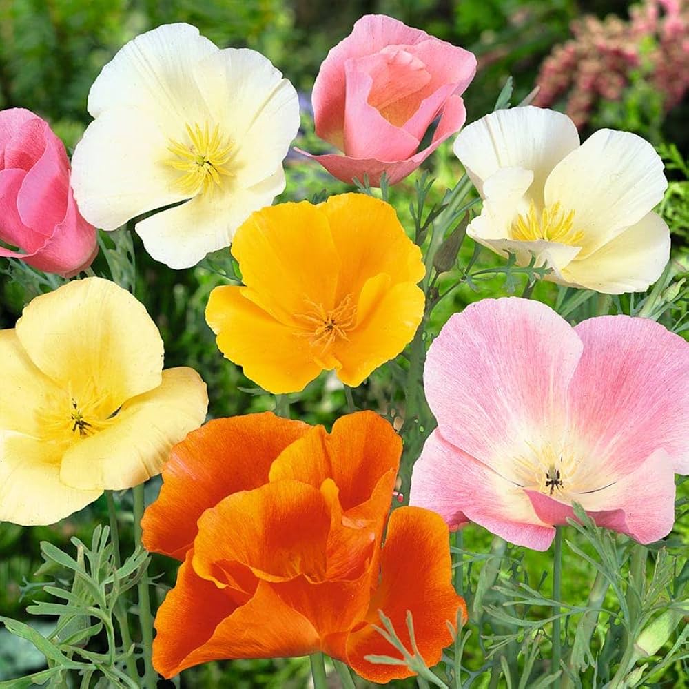 California Flower Seeds Heirloom Non GMO Planting - 100 pcs