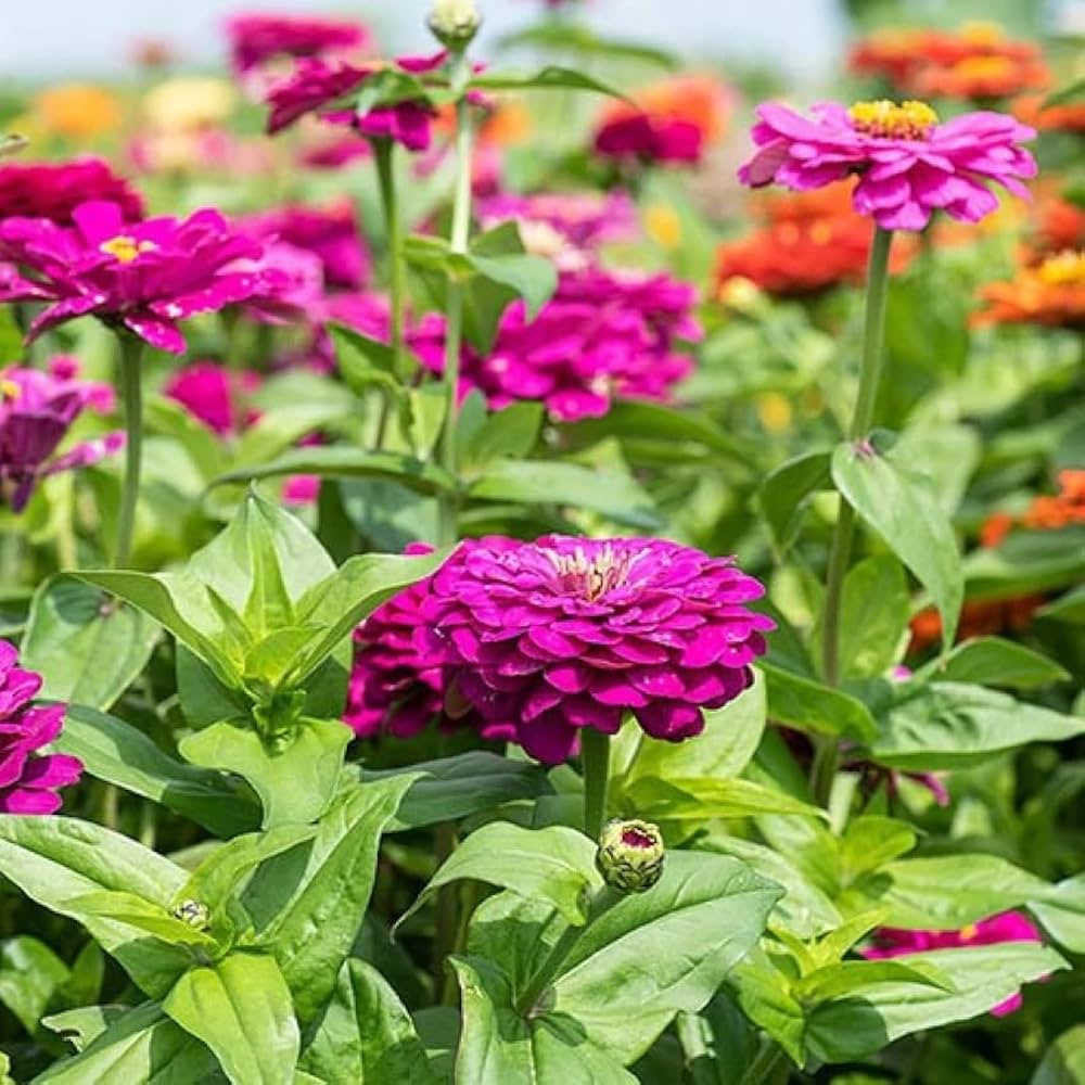 Deep Purple Zinnia Flower Seeds for Planting – Non-GMO, Heirloom, Vibrant Blooms