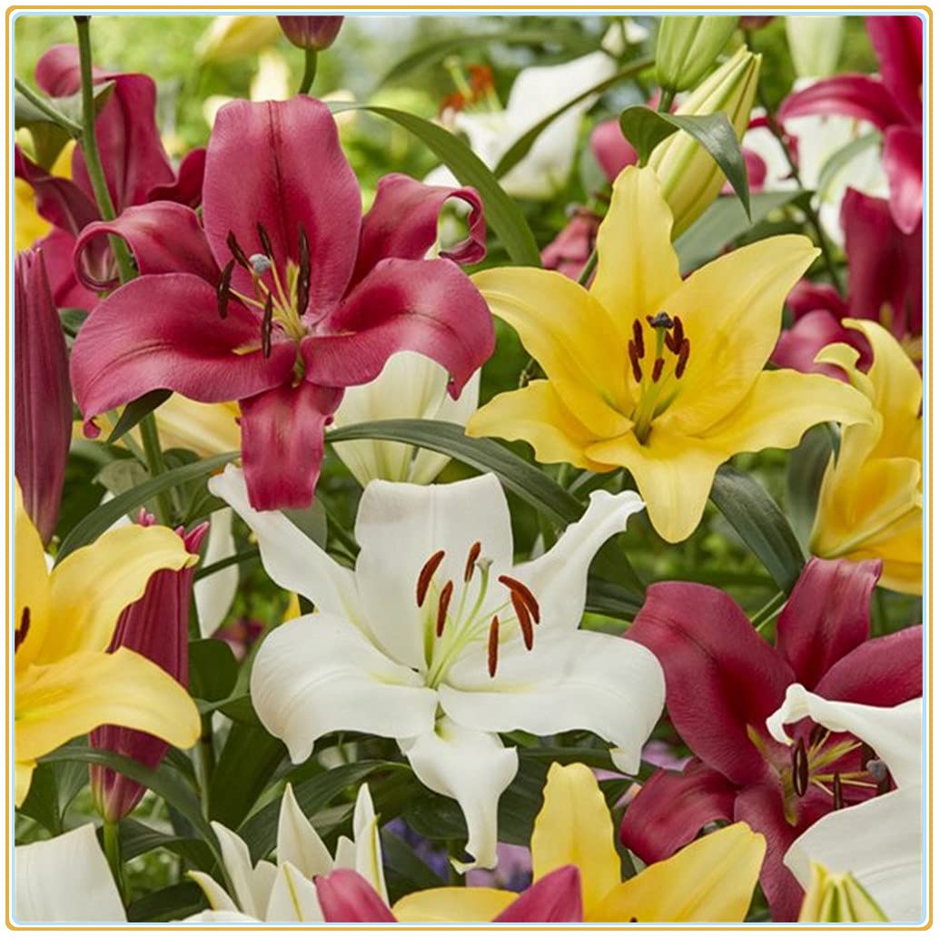 Mixed Di Giglio Flower Seeds for Planting - NON GMO Seeds