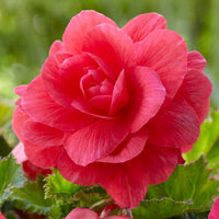 Heirloom Non-GMO Pink Begonia Flower Seeds for Planting – Shade-Loving Ornamental Seeds