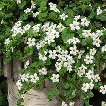 Heirloom Non-GMO White Snowtopia Flower Seeds for Elegant Garden Borders and Winter Planting seeds for planting in home garden