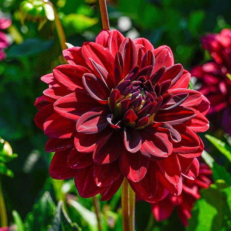 Heirloom Dahlia Flower Seeds for Planting 100 pcs