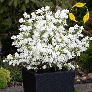 White Racemosa Flower Seeds for Planting - 100 pcs seeds for planting in home garden