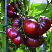 Red Black Tomato Vegetable Seeds for Planting, heirloom & Non-GMO Seeds