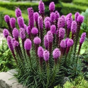 Purple Liatris Spicata Plant Seeds for Planting ƒ?? NON GMO Seeds