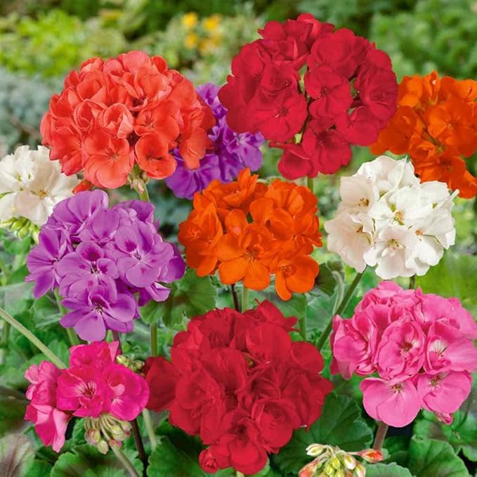 Heirloom Non-GMO Mixed Varieties Geranium Flower Seeds for Planting – Colorful Garden Blooms