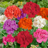 Heirloom Non-GMO Mixed Varieties Geranium Flower Seeds for Planting – Colorful Garden Blooms