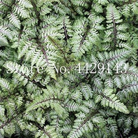 Fern Dark Pink Plant Seeds for Planting heirloom & Non-GMO Seeds