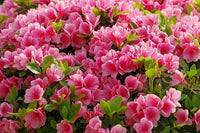 Azalea Pink Flower Seeds – Heirloom Non-GMO Flower Seeds for Planting