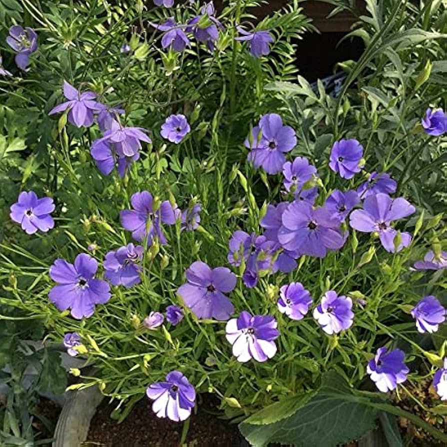 Blue Oculata Flower Seeds for Planting - NON GMO Seeds for planting in home garden