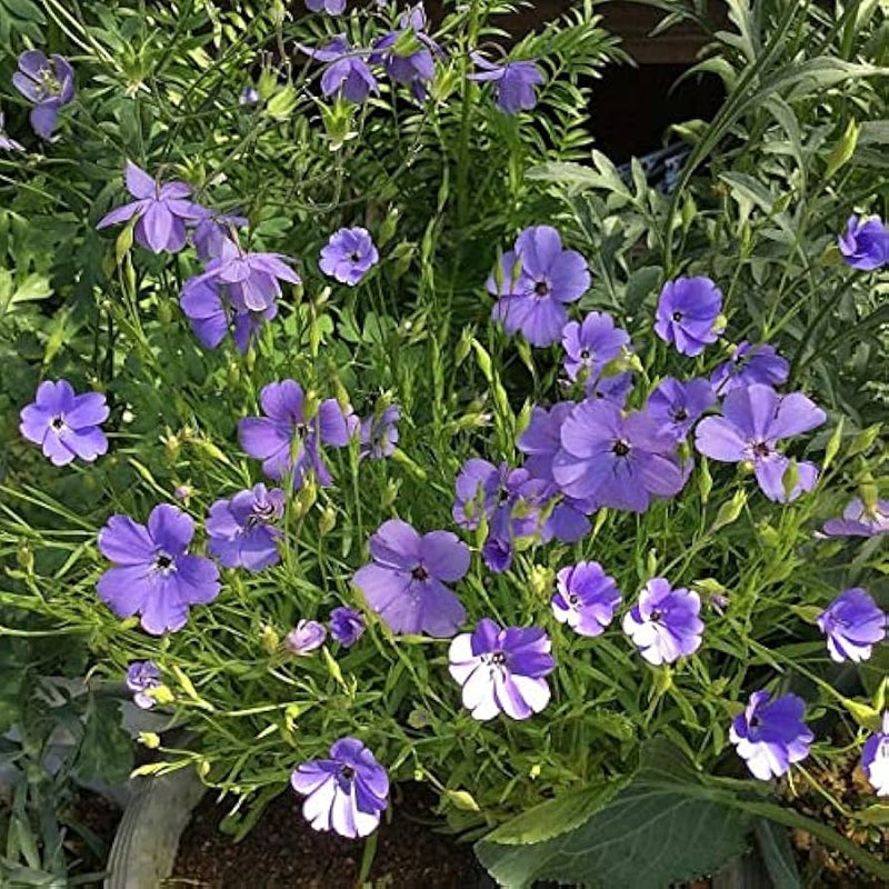 Blue Oculata Flower Seeds for Planting - NON GMO Seeds for planting in home garden