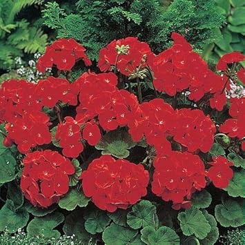 Geranium Deep Red Flower Seeds for Garden Planting - NON GMO Seeds for planting in home garden