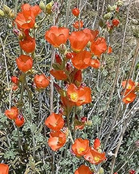 Orange Sphaeralcea Flower Seeds for Planting - 100 pcs