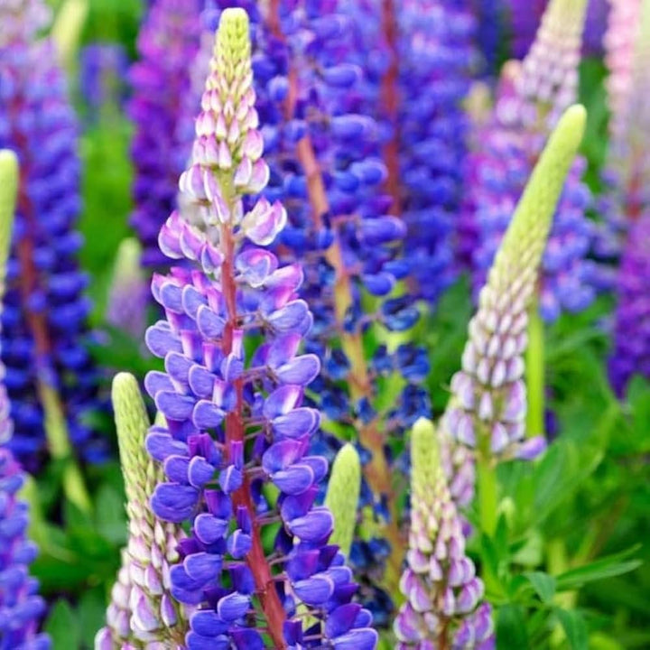 Purple Lupine Flower Seeds – Heirloom Non‑GMO