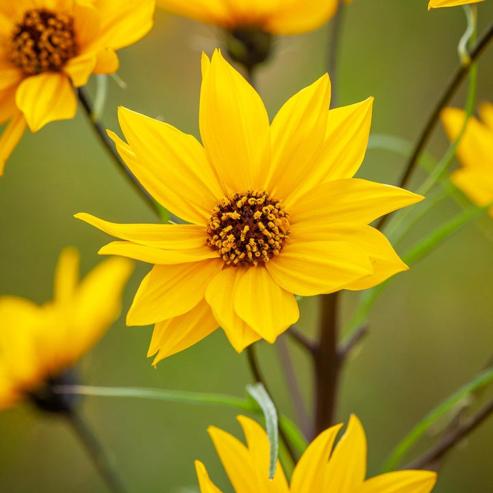 Helianthus Salicifolius Flower Seeds for Planting - 100 pcs