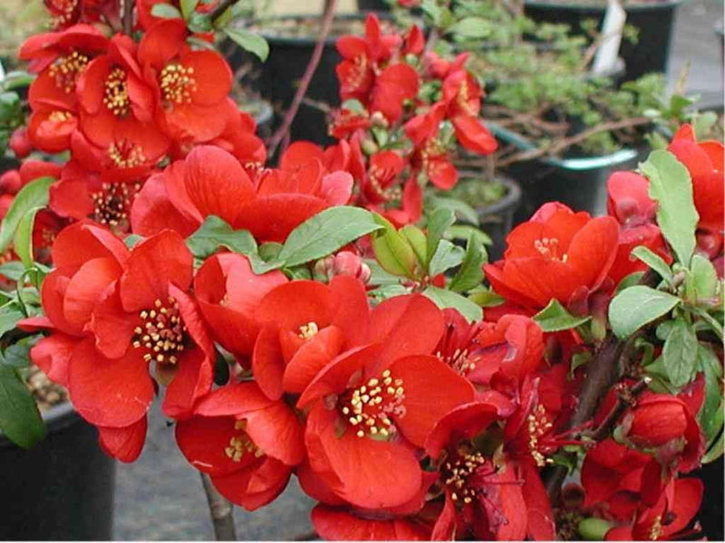 Enana Roja Flower Seeds for Planting – Fresh, Organic, Heirloom, Non-GMO Dwarf Red Blooms for planting in your garden.