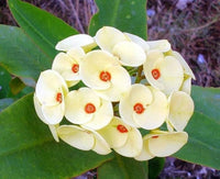 Heirloom White Euphorbia Milii Flower Seeds for Planting, Non-GMO