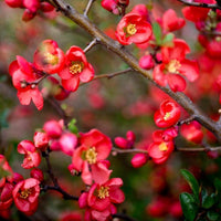 Enana Roja Flower Seeds for Planting ƒ?? Fresh, Organic, Heirloom, Non-GMO Dwarf Red Blooms