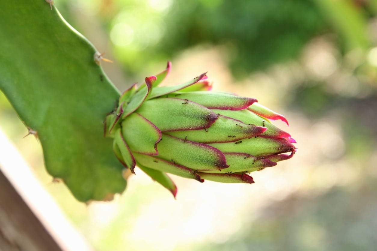 Pitaya Fruit Seeds Easy to Grow Parrot Green 100 Pcs pcs
