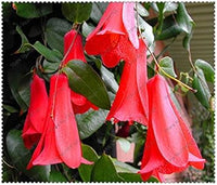 Organic White Lapageria Flower Seeds for Planting – Heirloom, Non-GMO