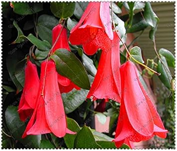 Organic White Lapageria Flower Seeds for Planting ƒ?? Heirloom, Non-GMO