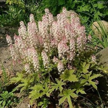 White Tiarella Foam Flower Planting Seeds for Garden NON GMO Seeds