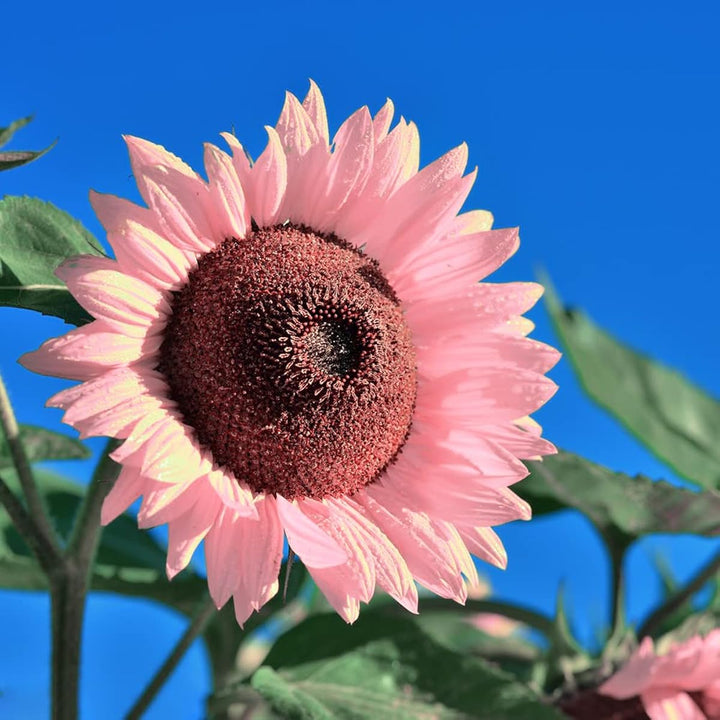 Organic Heirloom Non-GMO Baby Pink Sunflower Seeds for Planting – Unique Garden Blooms