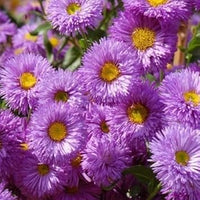 Purple Erigeron Speciosus Flower Seeds for Planting, 100 pcs seeds for planting in home garden