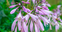 Hosta Flower Seeds Heirloom Non GMO Planting - 100 pcs