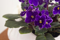 Viola Yedoensis Flower Seeds – Heirloom, Non-GMO Flower Seeds for Planting - Yedoensis for planting in home garden
